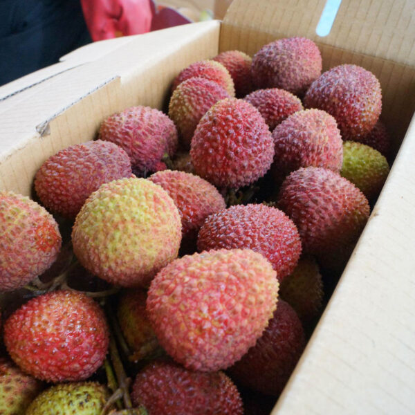 玉荷包荔枝 ｜ Yu He Bao Lychee