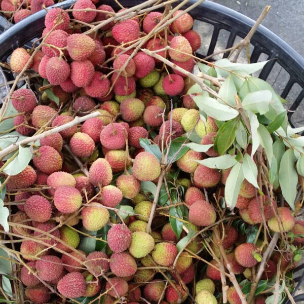 玉荷包荔枝 ｜ Yu He Bao Lychee